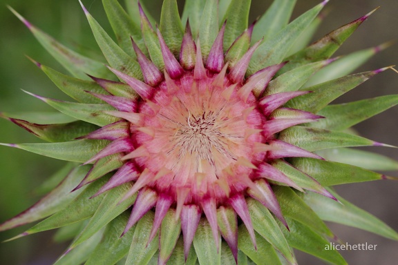 Großschuppige Nickende Distel (Carduus nutans ssp. macrocephalus)